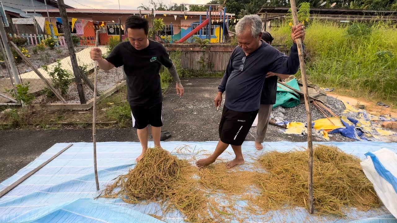 Meronda Petang Di Kampungku // Cara-Cara Proses Padi Paya // Belanja Aiskrim Kepada Penduduk…//