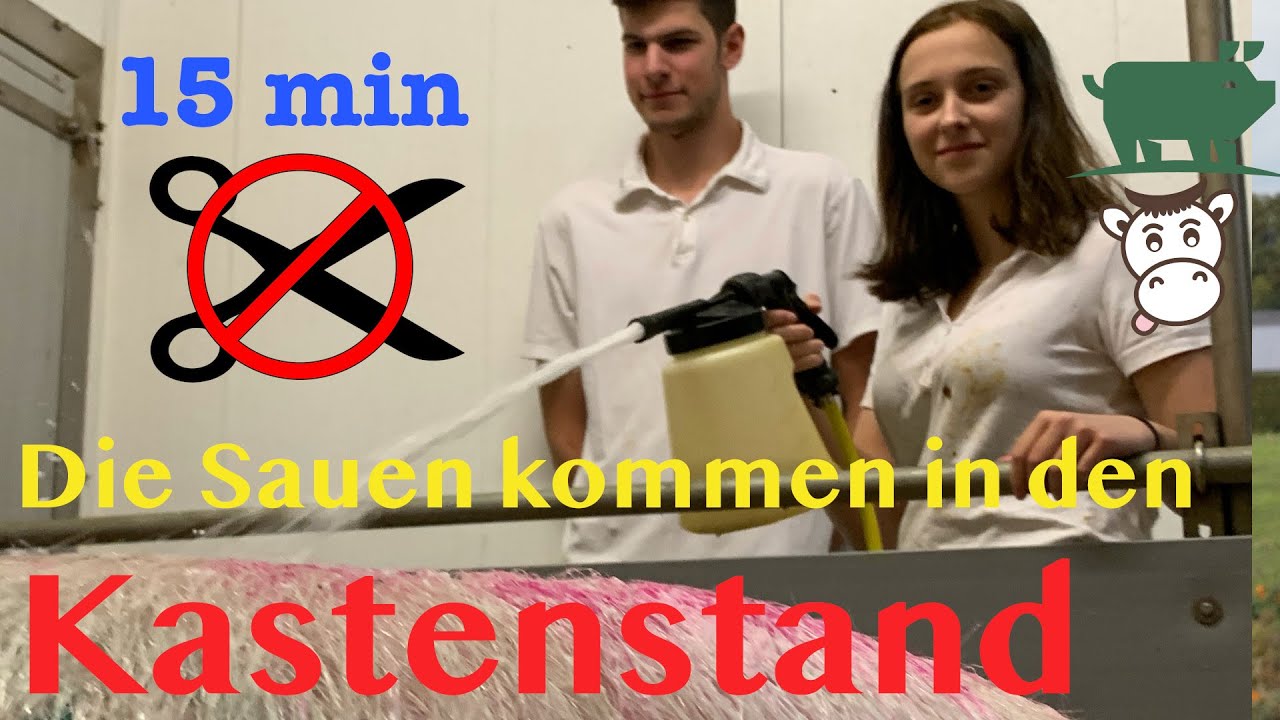 15 min ohne Schnitt , die Sauen kommen in den Kastenstand