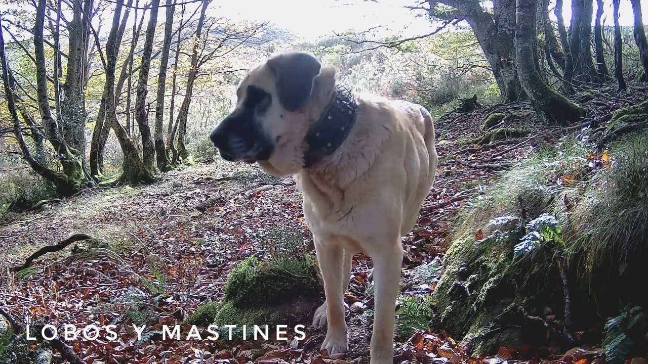 Cantabria. Lobos y mastines Fototrampeo Cántabro 