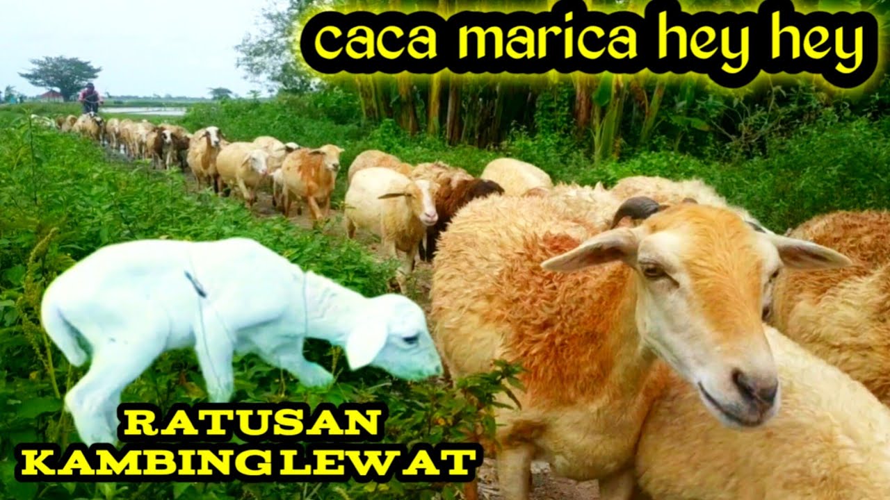CACA MARICA HEY HEY - ANAK KAMBING SAYA