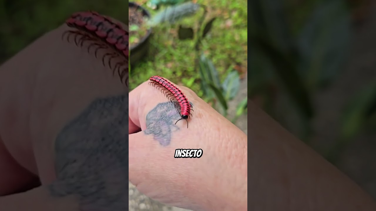 Animales con superpoderes que parecen sacados de una pel&iacute;cula 😨