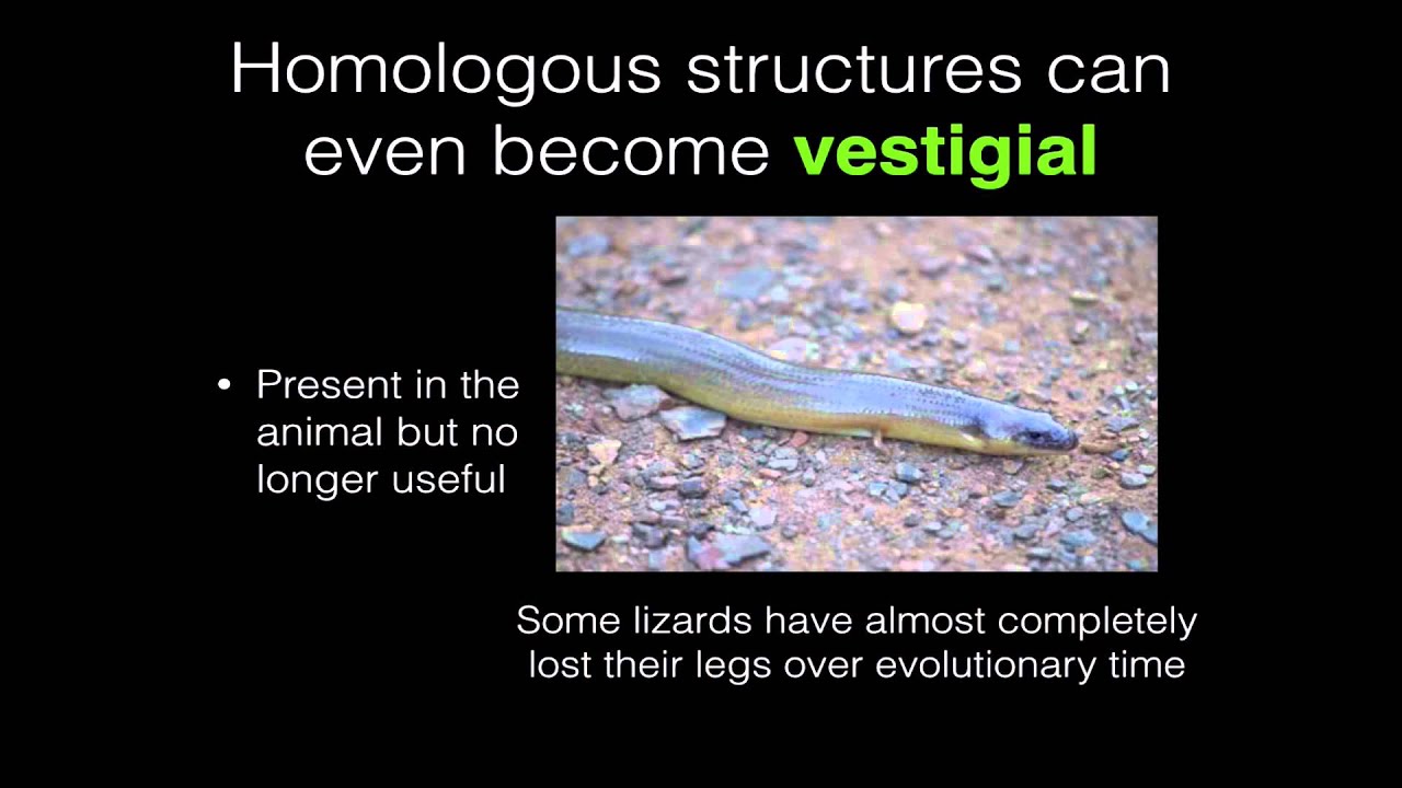 Divergent vs Convergent Evolution