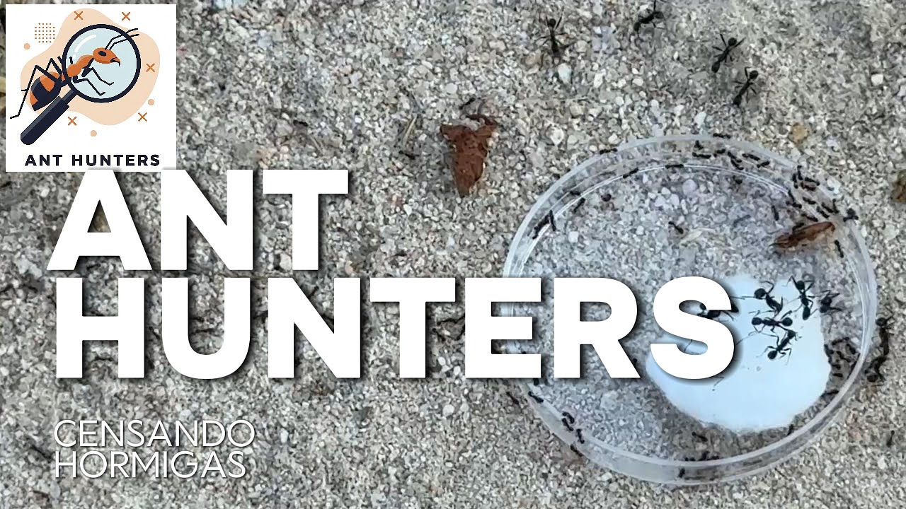 Participamos en el Proyecto Ant Hunters 🧭 | Exploración, ciencia y hormigas en libertad 🐜🌿