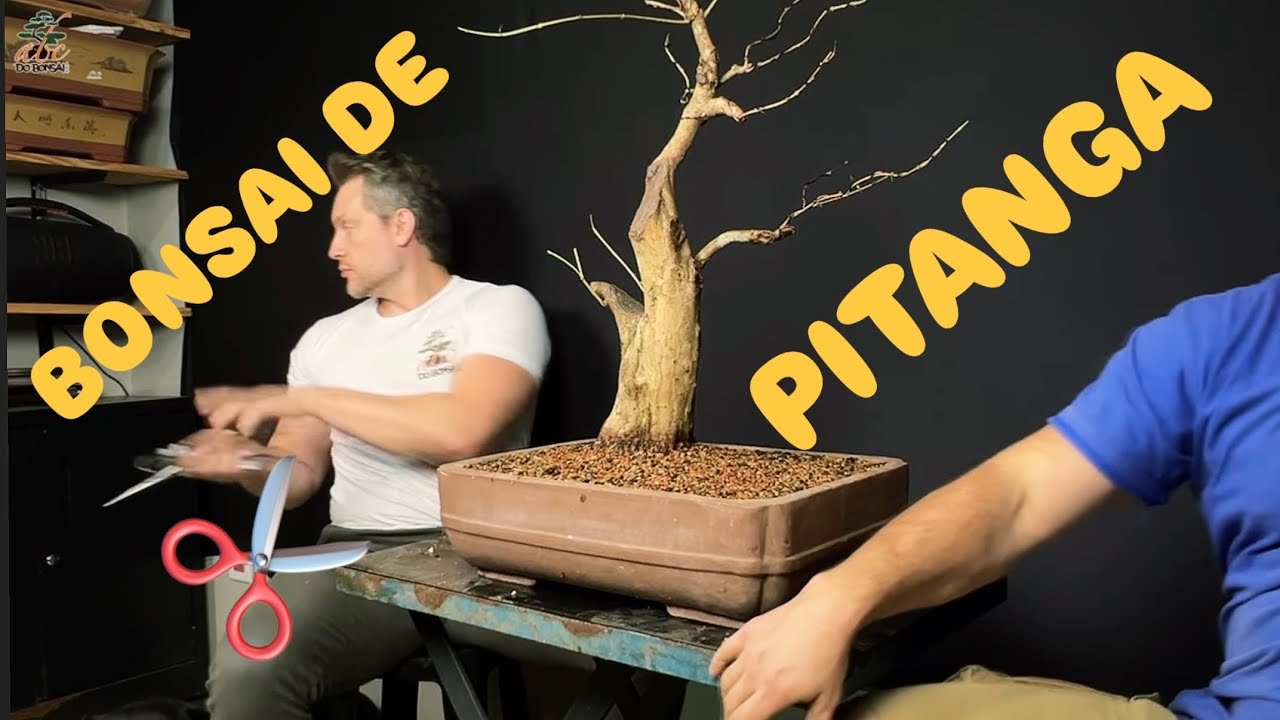 COMO FAZER BONSAI DE PITANGUEIRA