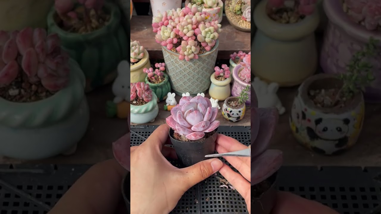 Evergreen Succulent Growth System 🌿 Grow Strong Plants All Year Indoors