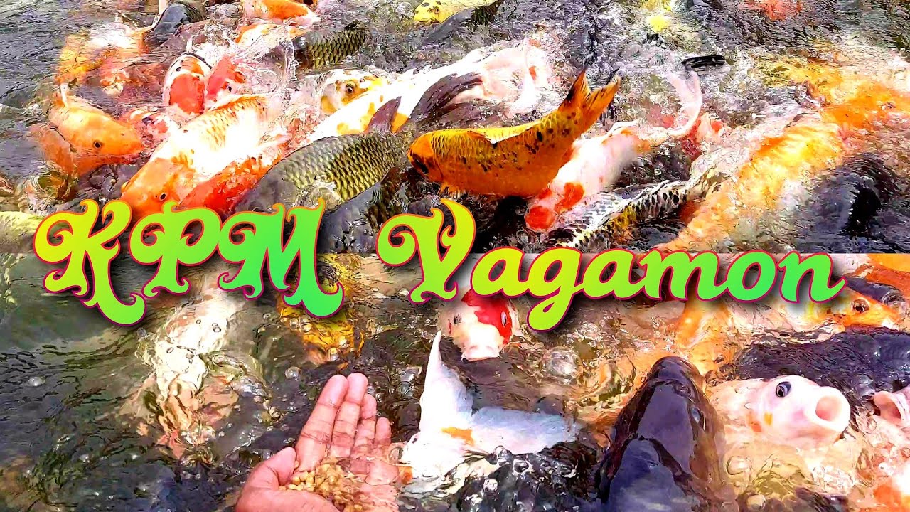Kpm fish farm | Vagamon | Vagamon tourist places