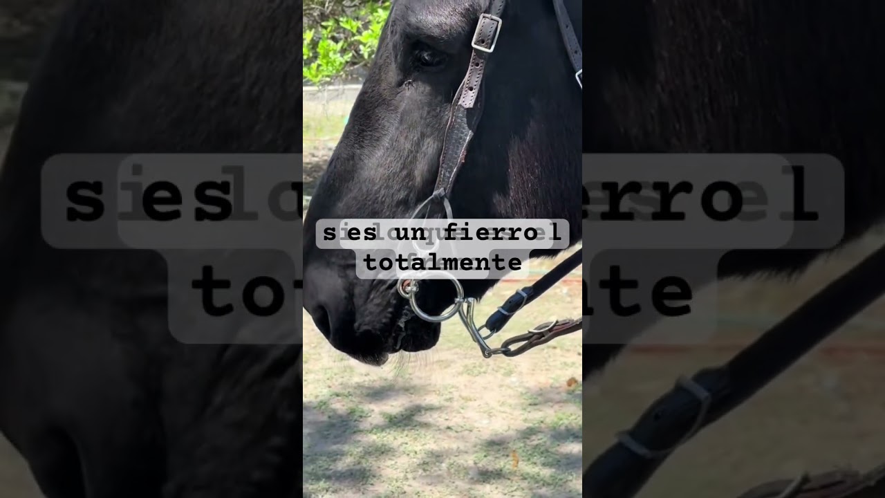 Freno en burro mamut 