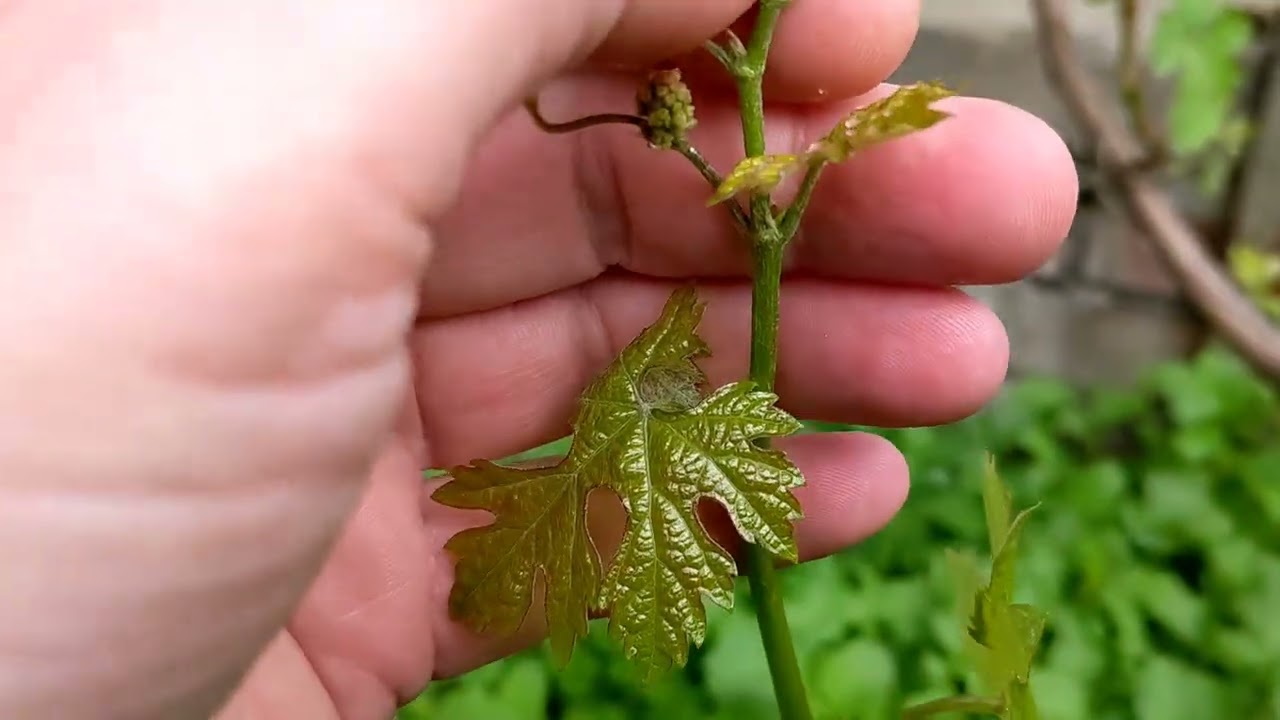 Не убиваемый сорт винограда. Будете с урожаем при любой обрезке и тд.. Рекомендую к посадке новичкам