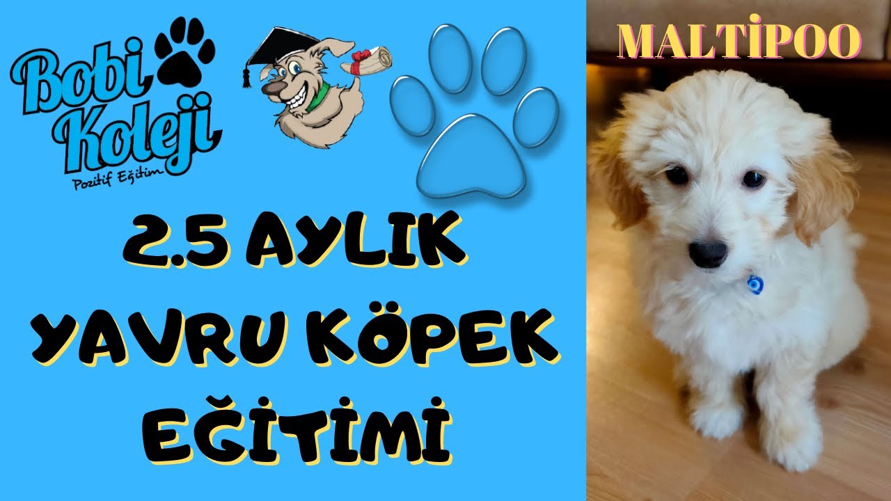 2.5 Aylık yavru Maltipoo köpeğimizi evinde eğittik. İzmir evde köpek eğitimi ile muhteşem sonuç.