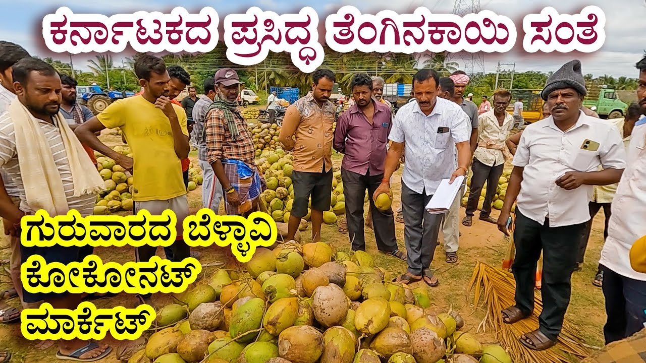 Karnataka's famous coconut mandi - Bellavi market