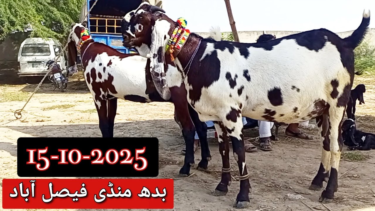 Faisalabad Bakra Mandi 2025 &ndash; Most Beautiful & Expensive Goats of Pakistan || 15-10-2025