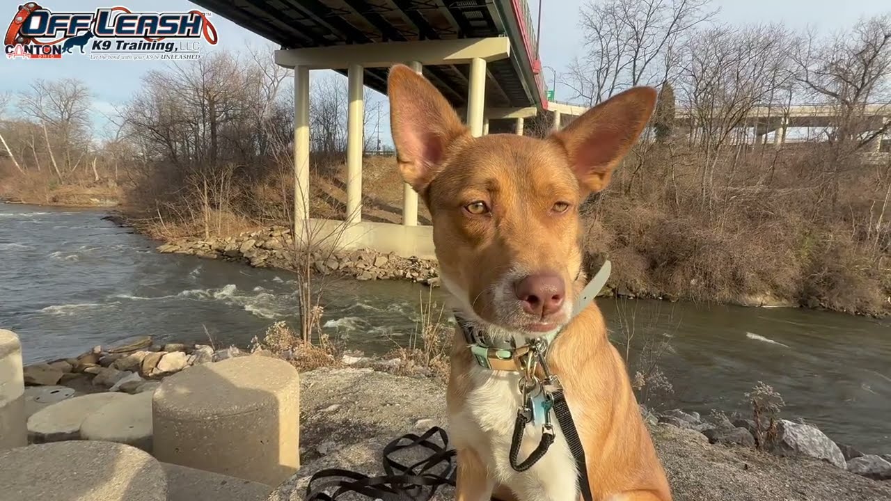 Oakley | 9 Month Mixed Breed | 2 Week Board and Train | Akron/Canton, Ohio | Best Dog Training