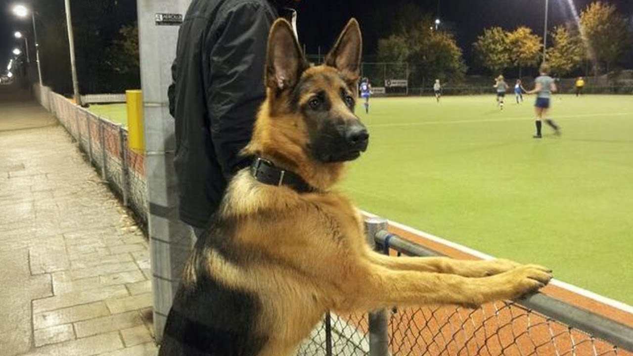 This German Shepherd Dog Is FUNNIER Than You Can Imagine 😂NEW Funny Dog Videos 2024
