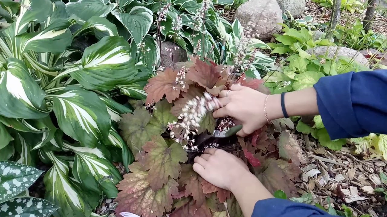 Хосты, гейхеры, астильбы