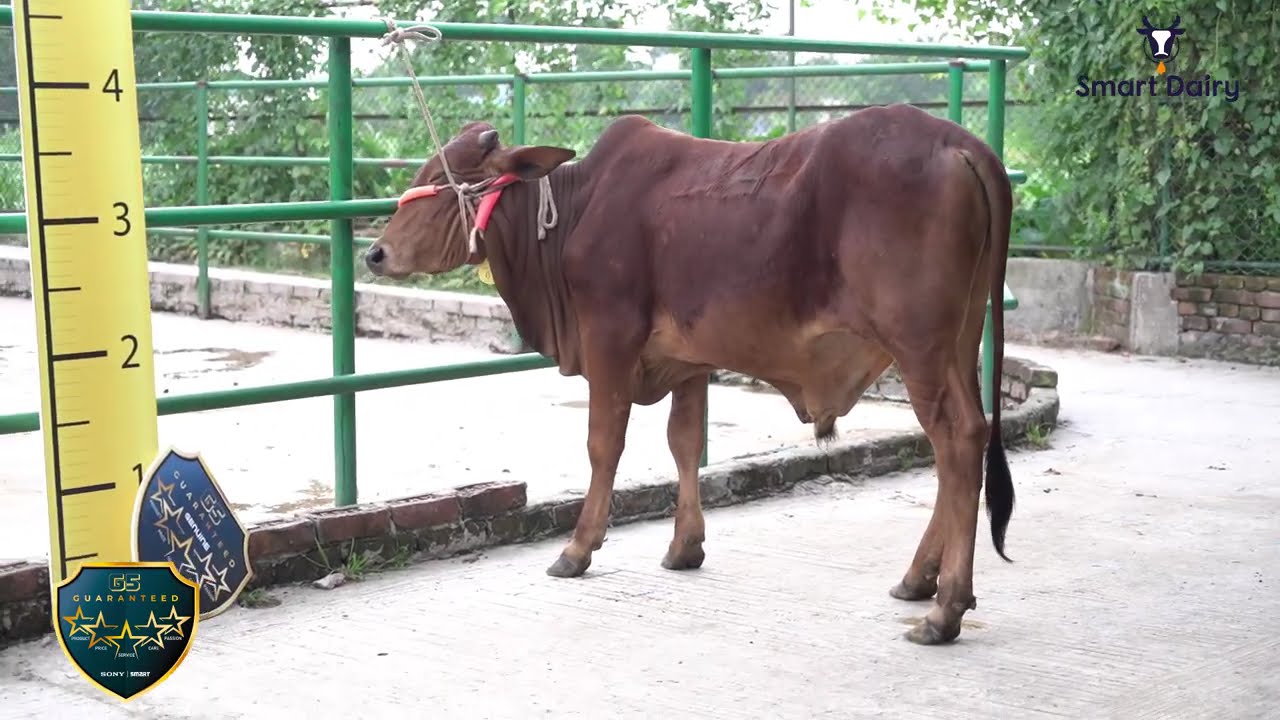 Bull ID 67 Smart Dairy Bangladesh &ndash; Organic Cattle for Qurbani & More