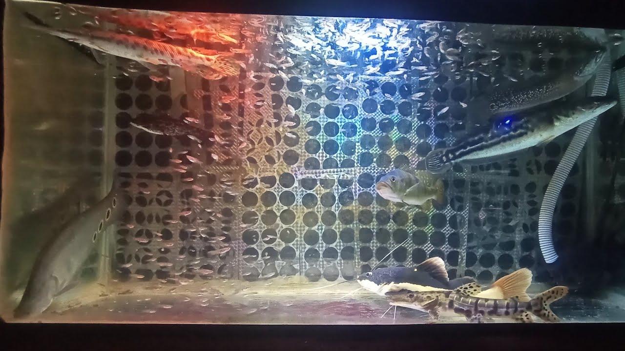 IKAN  PREDATOR #19