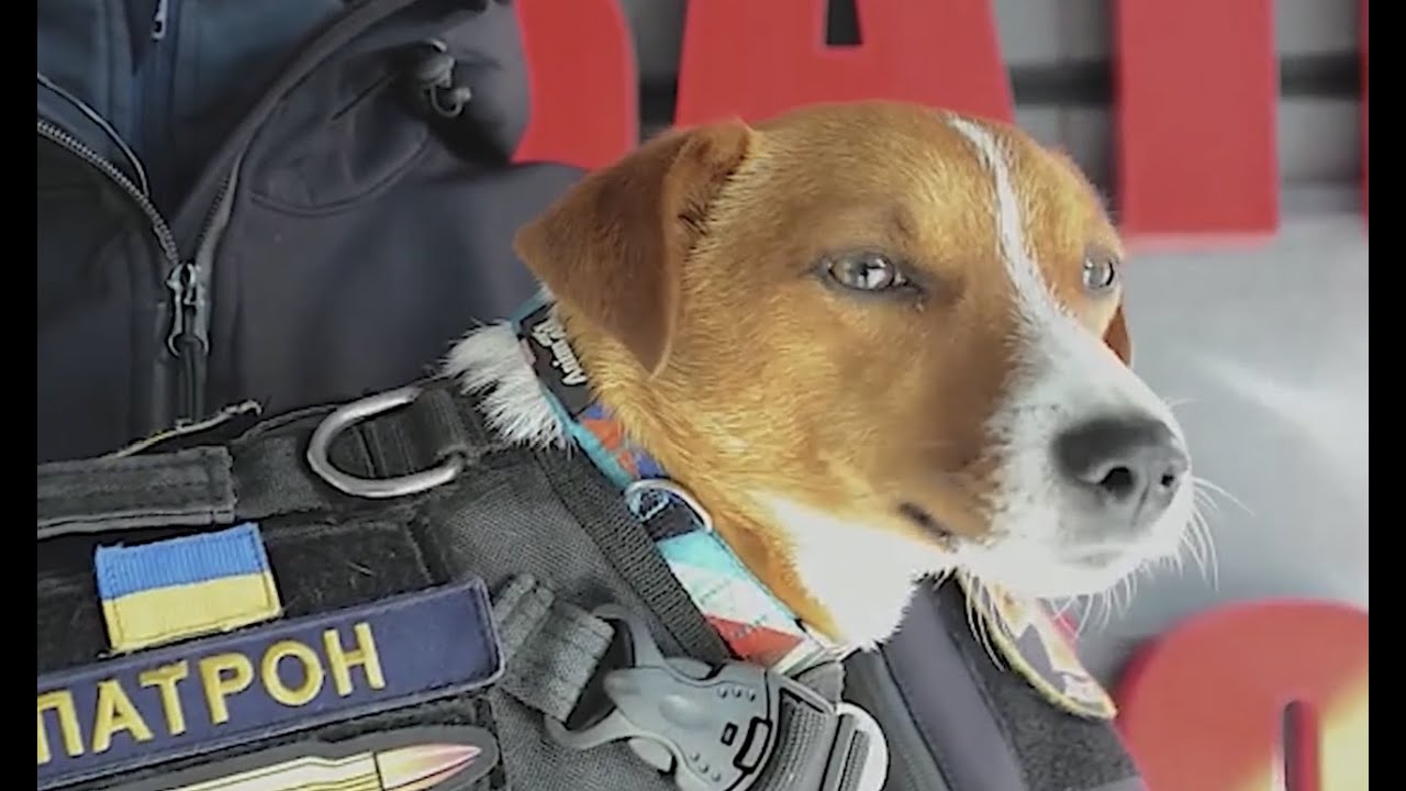 Ukrainian Mine-Sniffer Wins 'Dogmanitarian' Award at Cannes Film Festival