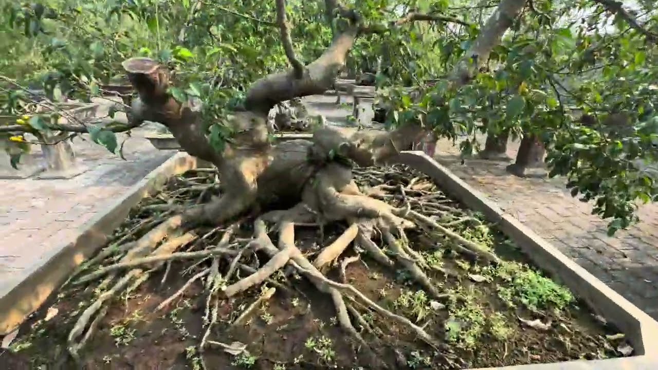 C&Aacute;CH NU&Ocirc;I PH&Ocirc;I NHANH, BIẾN KH&Ocirc;NG TH&Agrave;NH C&Oacute; - LẠC TRONG RỪNG PH&Ocirc;I NAM ĐIỀN Ở TH&Aacute;I B&Igrave;NH