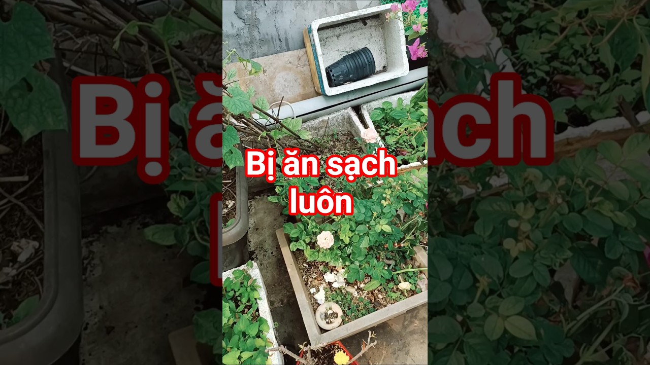Bị ăn sạch hết