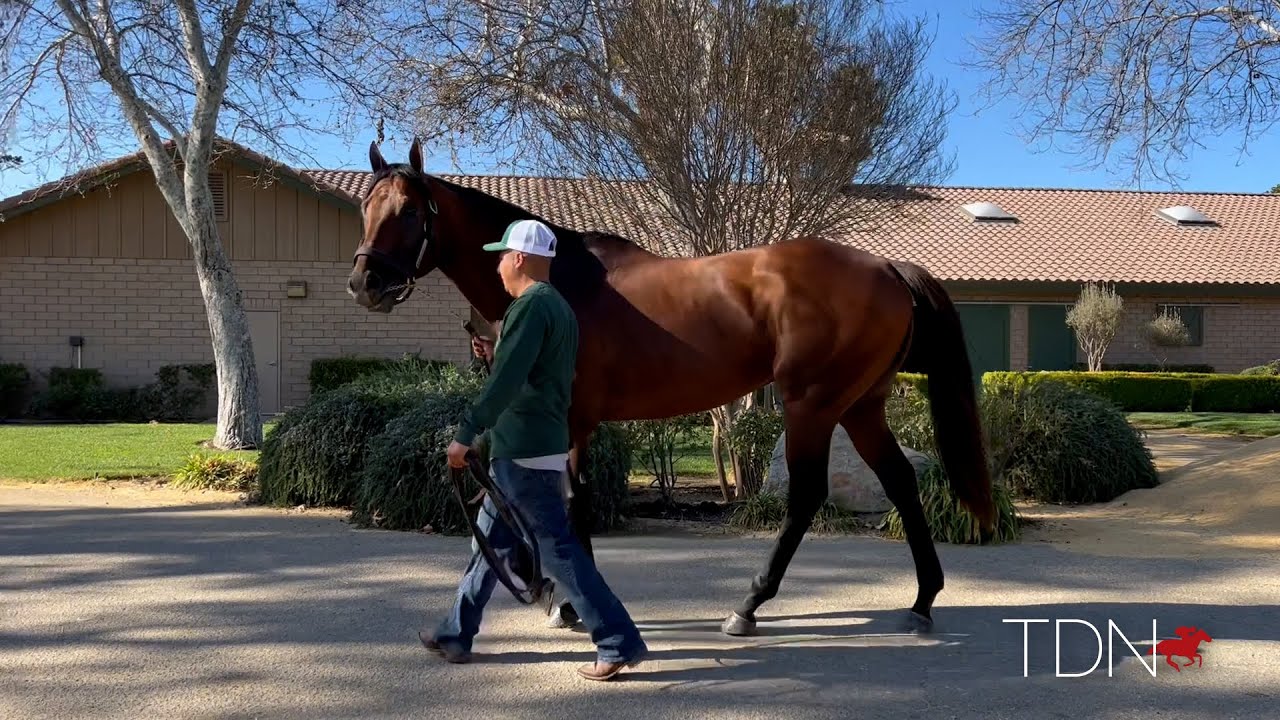 Mo Forza: A Son of Uncle Mo in California