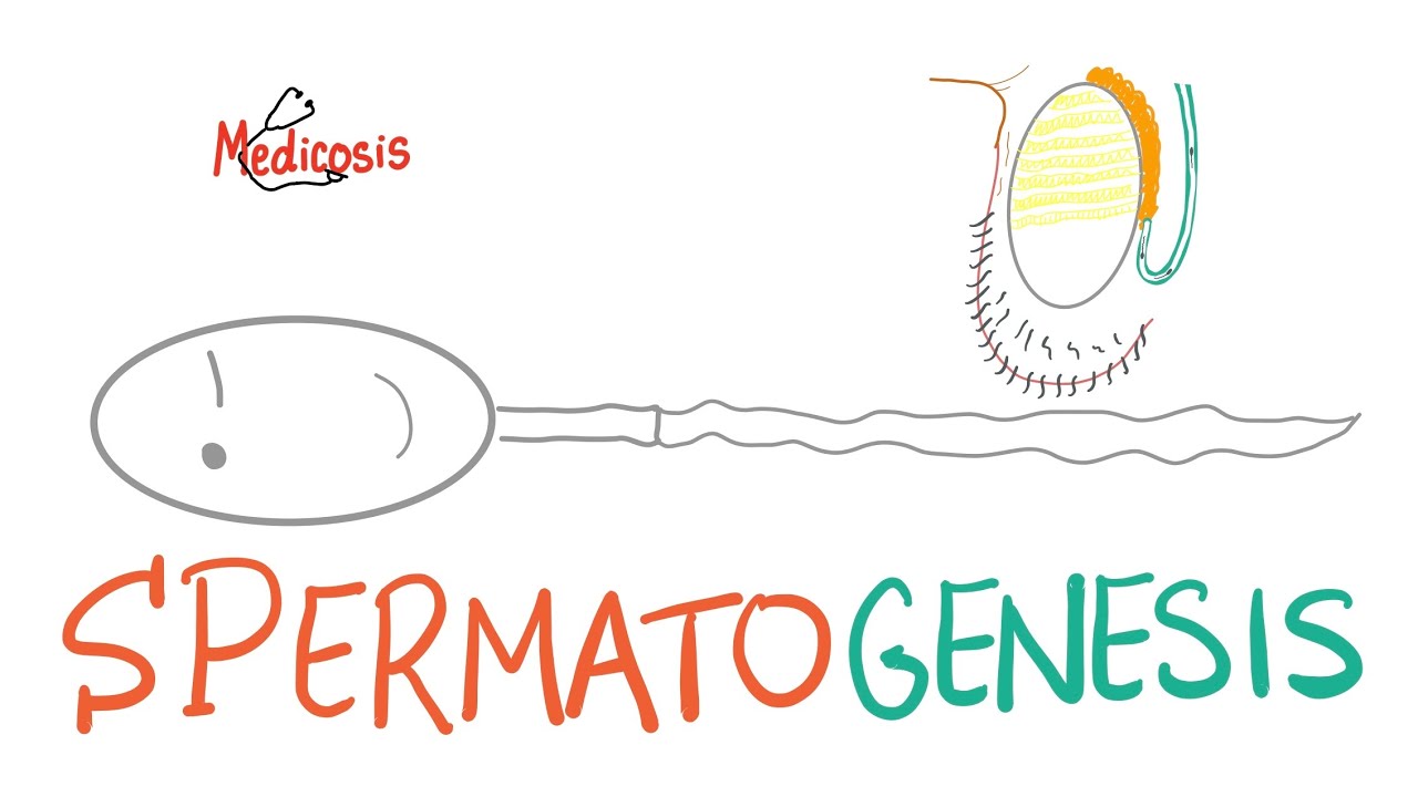 Spermatogenesis - Gametogenesis - Reproductive System - Biology - MCAT