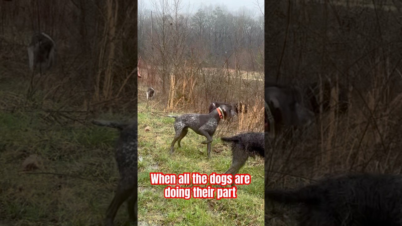 Quail hunting over German wirehaired and shorthaired pointers #gsp