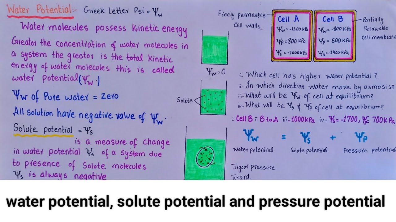 water potential solute potential and pressure potential