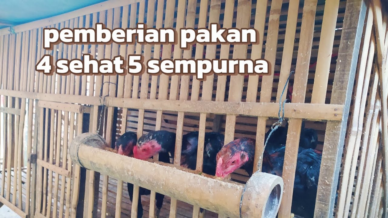 PEMBERIAN PAKAN AYAM BANGKOK USIA 4 BULANAN SERTA SUPLEMEN #hobiayam #ayambangkok 