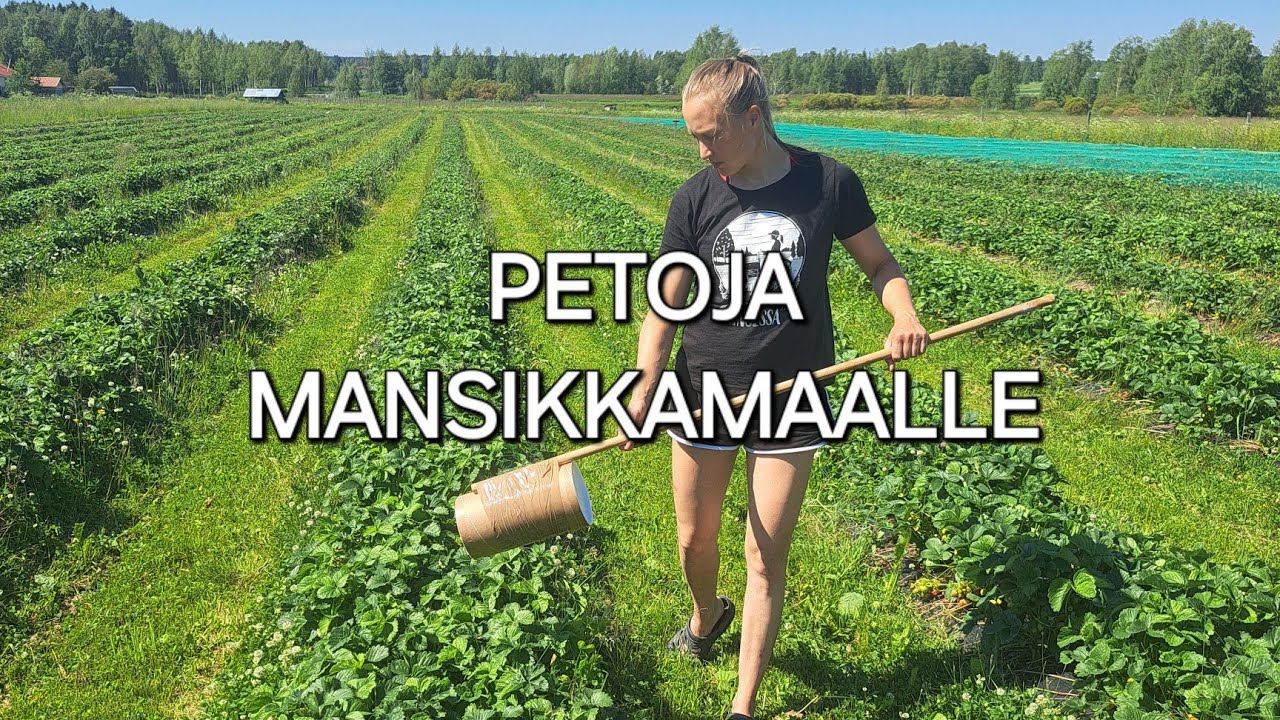 Petoja mansikkamaalle