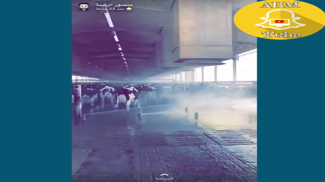 منصور الرقيبه يغطي شركة المراعي شوفو البقره كيف ترويس😱