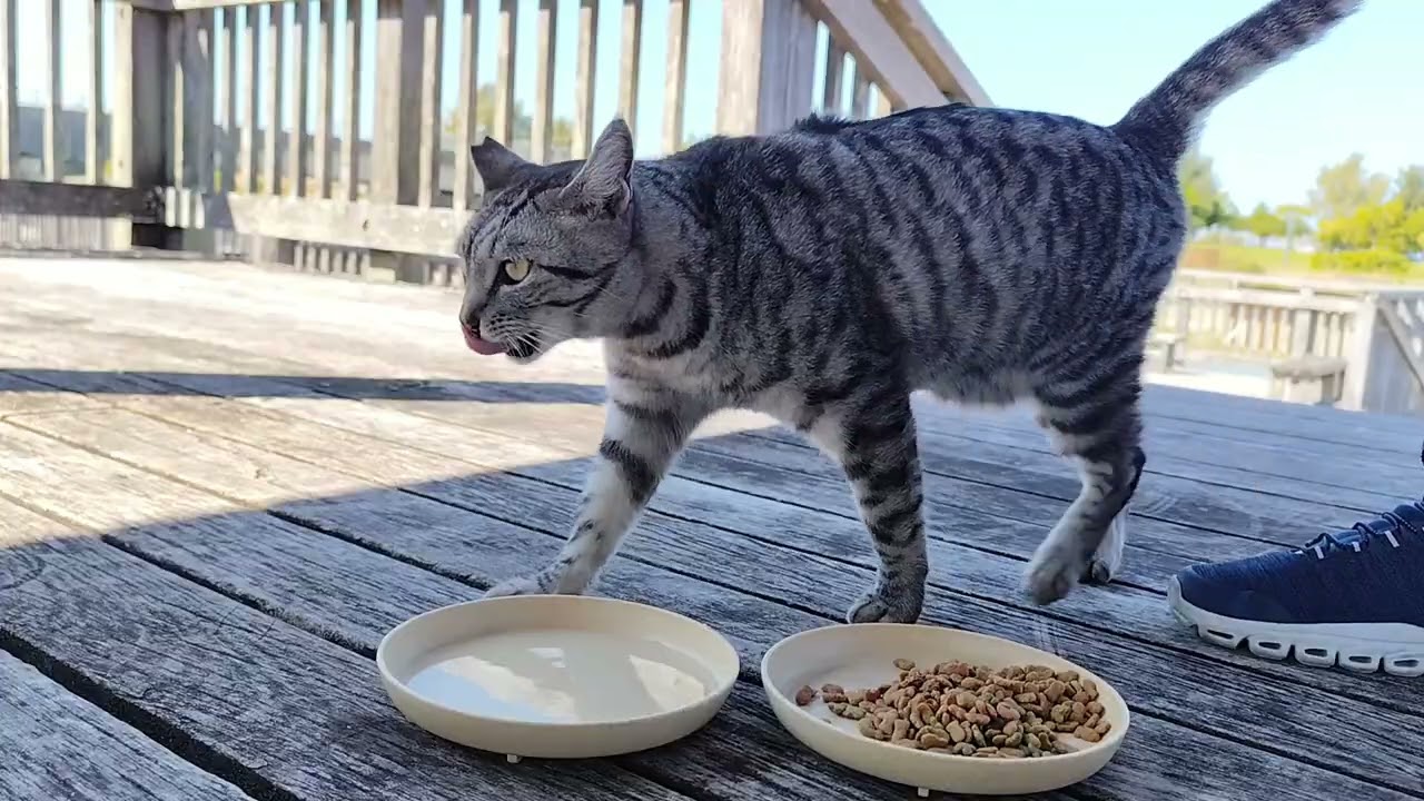 2026.2.5 猫巡り サバトラに美味しいカリカリと大好きなウェットフードを
