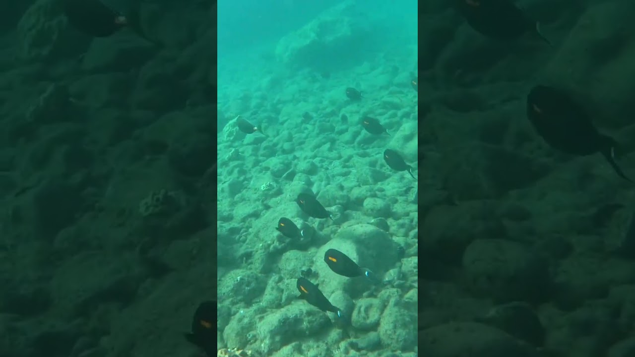 Snorkeling at the north end of Hapuna Beach on the Big Island of Hawaii #travel #snorkeling #hawaii