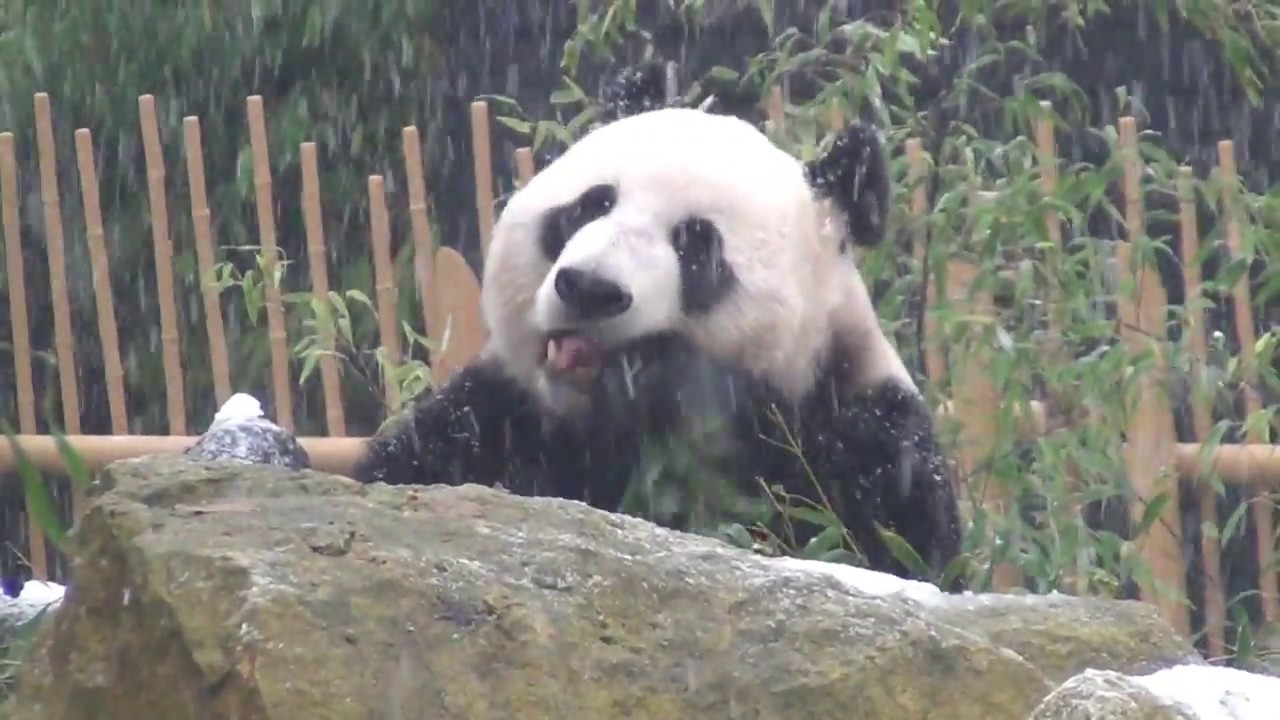 Ouwehands Dierenpark  - Giant panda Xing Ya in the snow