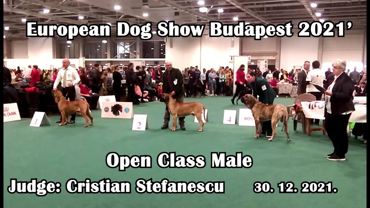 European Dog Show Budapest 2021' Fila brasileiro Open Class Male