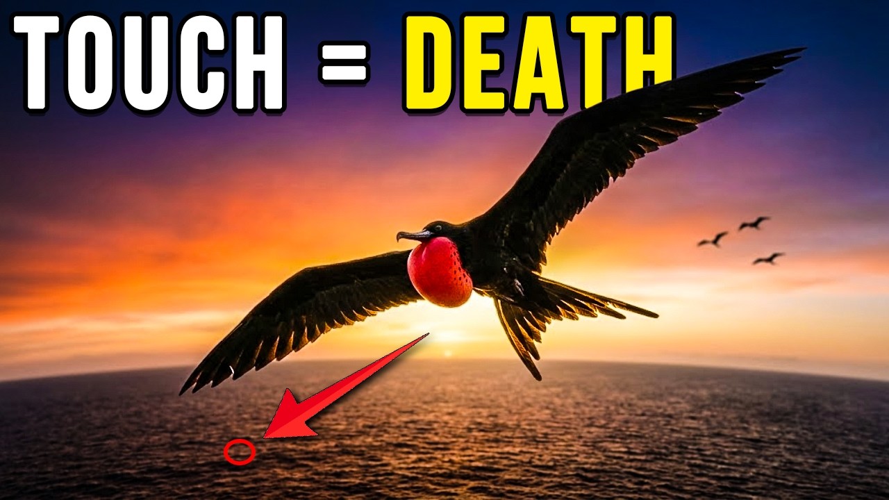 THIS Bird Can't Touch Water... Here's Why