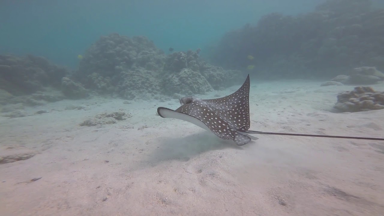 Eagle Ray at Mauna Lani