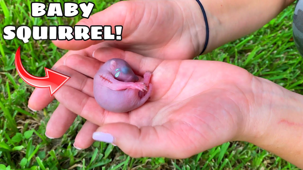 NEWBORN SQUIRREL FOUND ABANDONED BY MOTHER AT PARK!