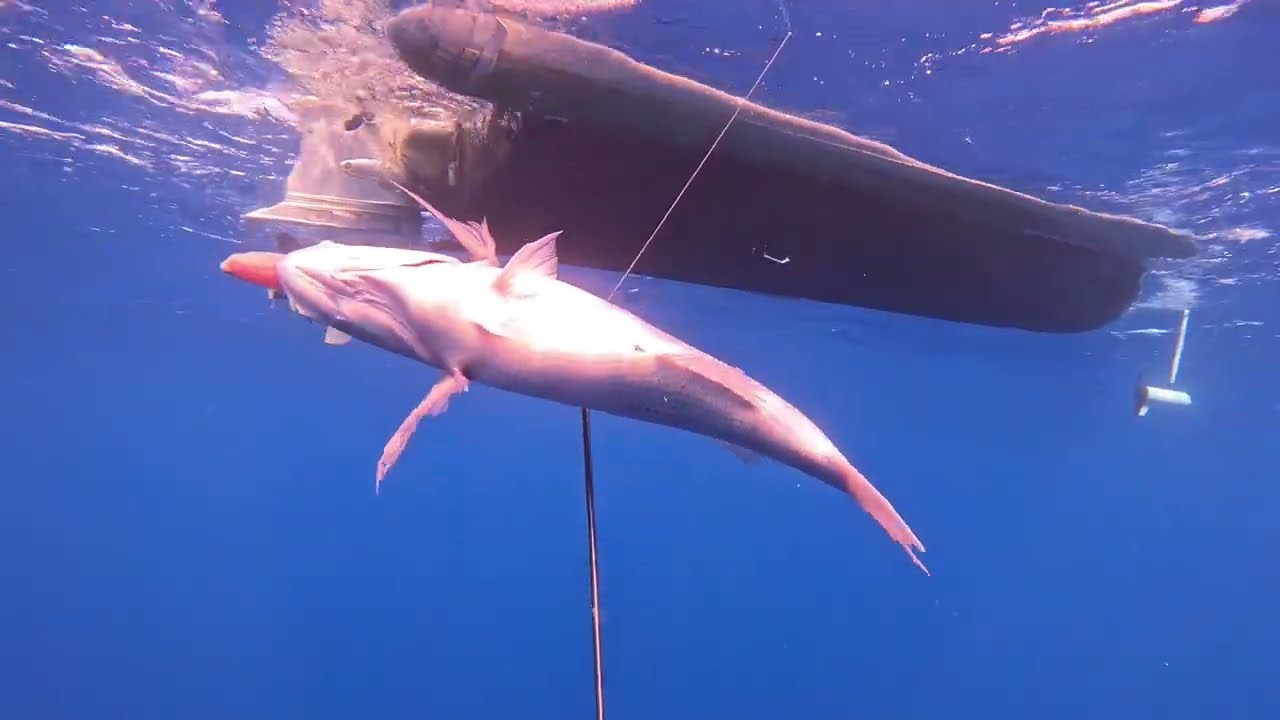 POTENZA SI -  POTENZA NO - SPEARFISHING [ Michele Giurgola]