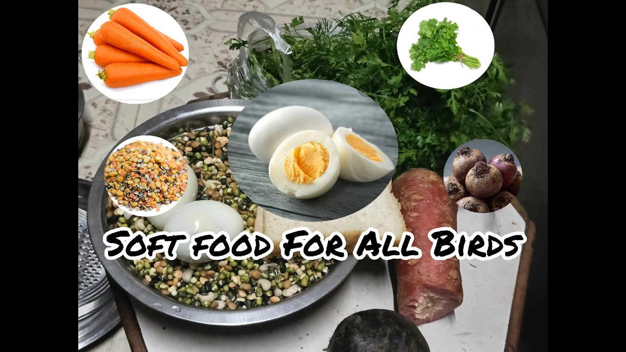 How To Make Softfood For Birds In Detail. This Softfood Is Help To Improve Bird Health And Breeding