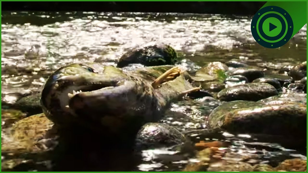 Why Do Trees Need Fish to Survive? The Secret 6-Million-Year Cycle