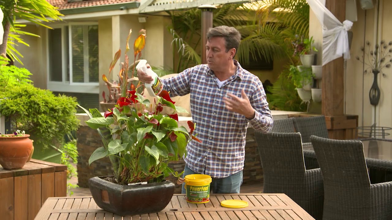 The Garden Gurus - Seasol Foliar Spray