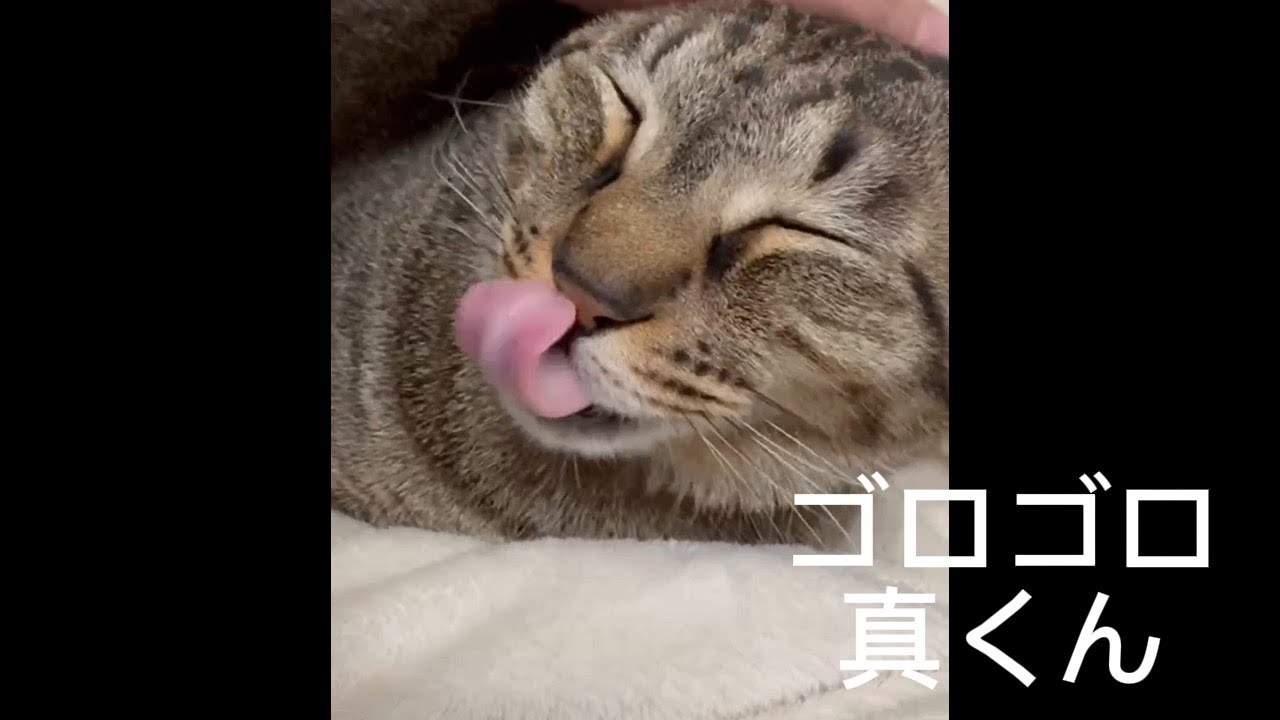 ゴロゴロ真くん　だんだんお爺ちゃんになるネコ