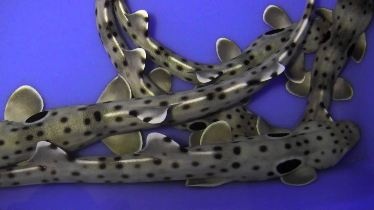 Baby Epaulette Sharks at the Tennessee Aquarium