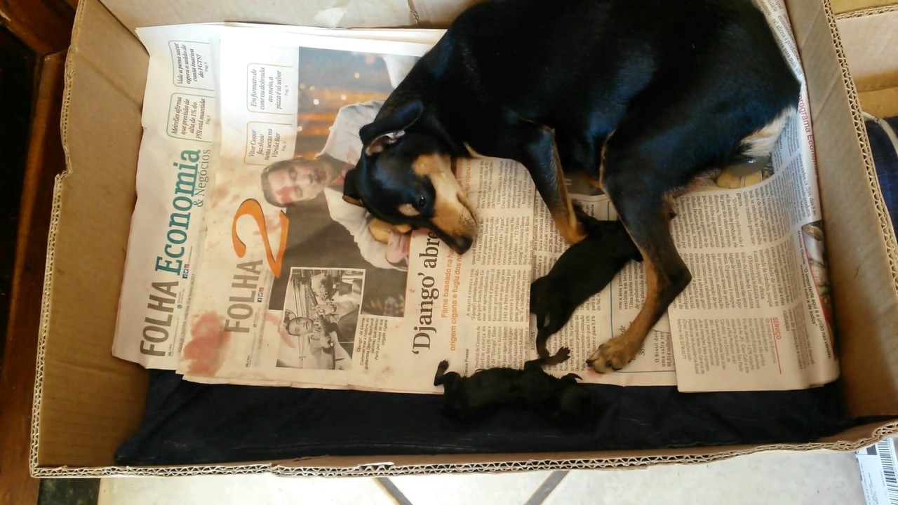 pinscher , parto com ajuda a vovó