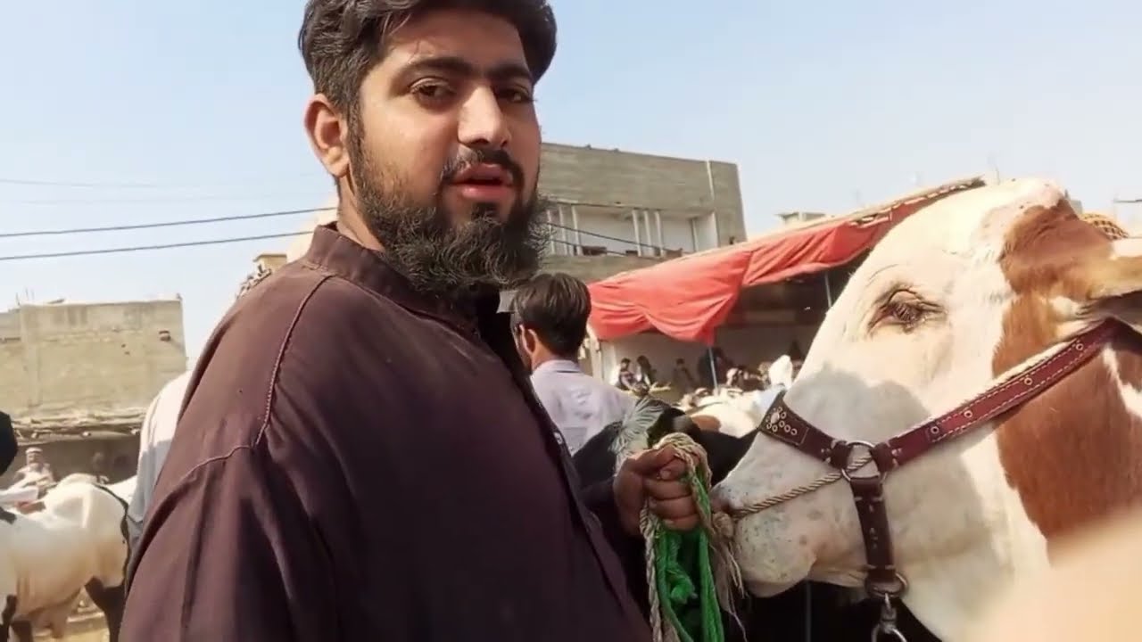 Qurbani 2026 | Malir Cow Mandi Latest Prices & Trader Contacts| #malirmaveshimandi #karachi 