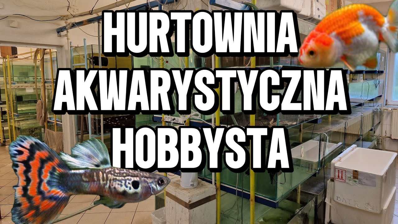 HURTOWNIA AKWARYSTYCZNA HOBBYSTA TYCHY
