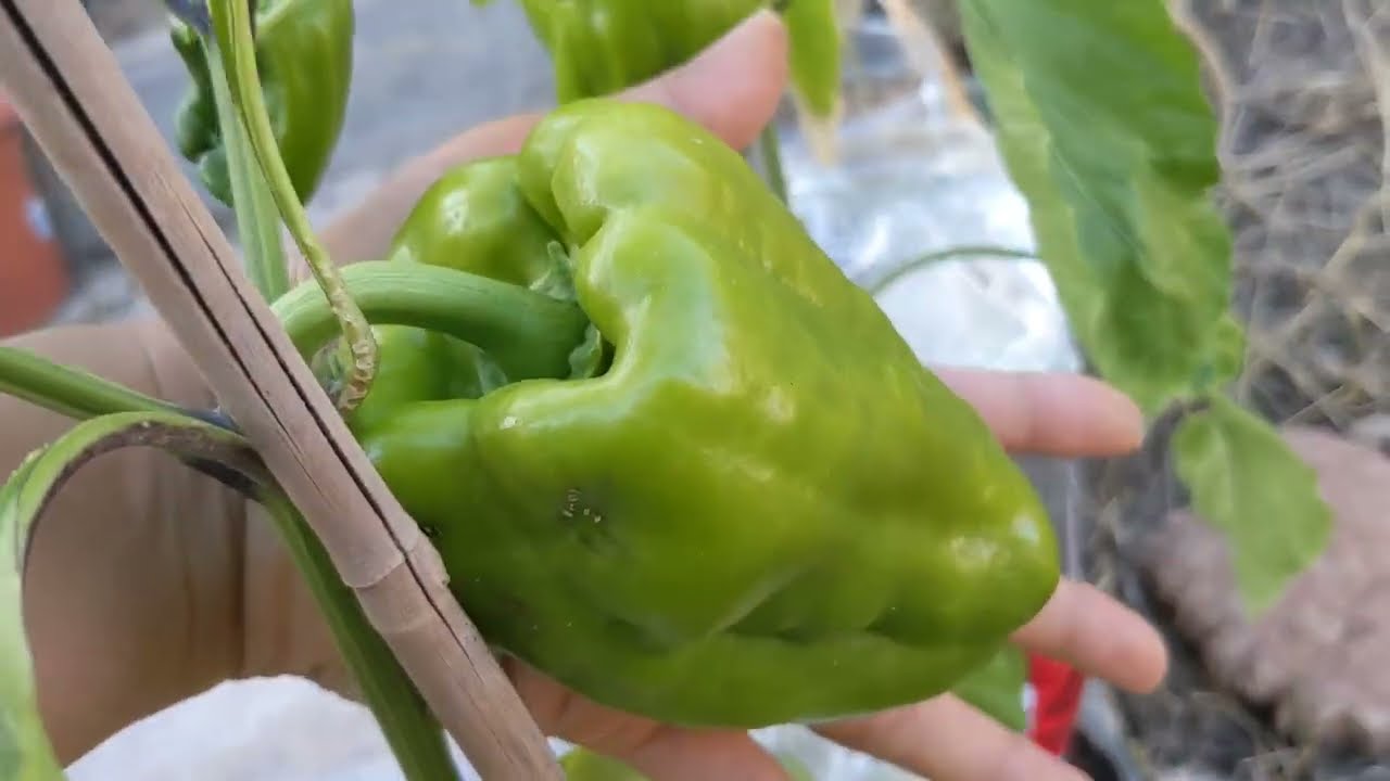 Kamatis na pampakinis ng kutis!