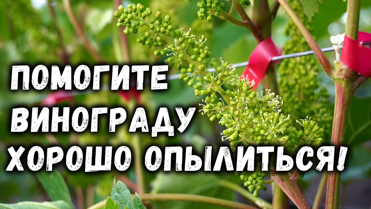 Помогите винограду хорошо опылиться!