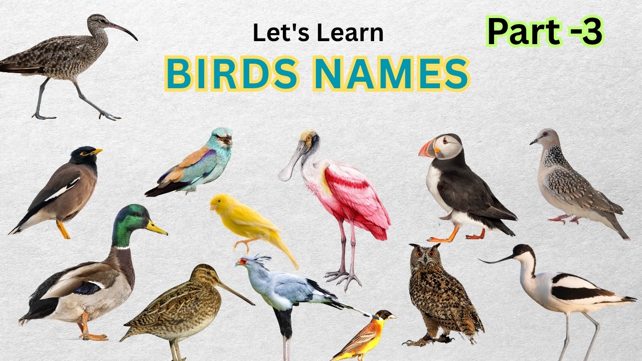 Birds Names | English Names of Birds | Names of Birds in English     #animals #quiz #education #art