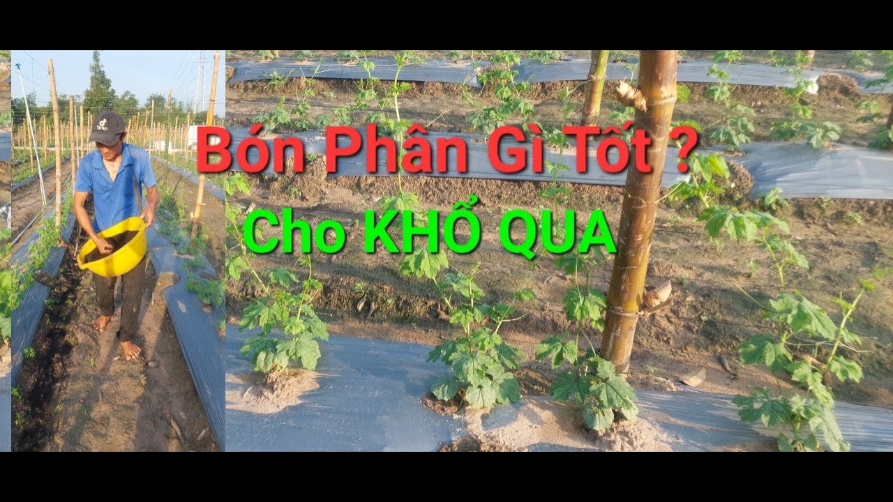 BÓN PHÂN GÌ CHO KHỔ QUA TỐT